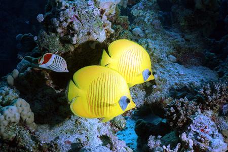 poissons
