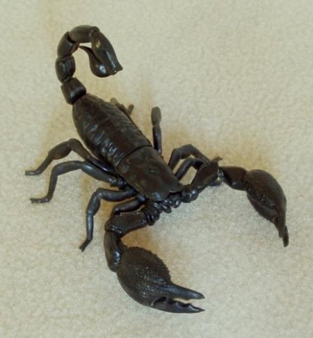 le scorpion